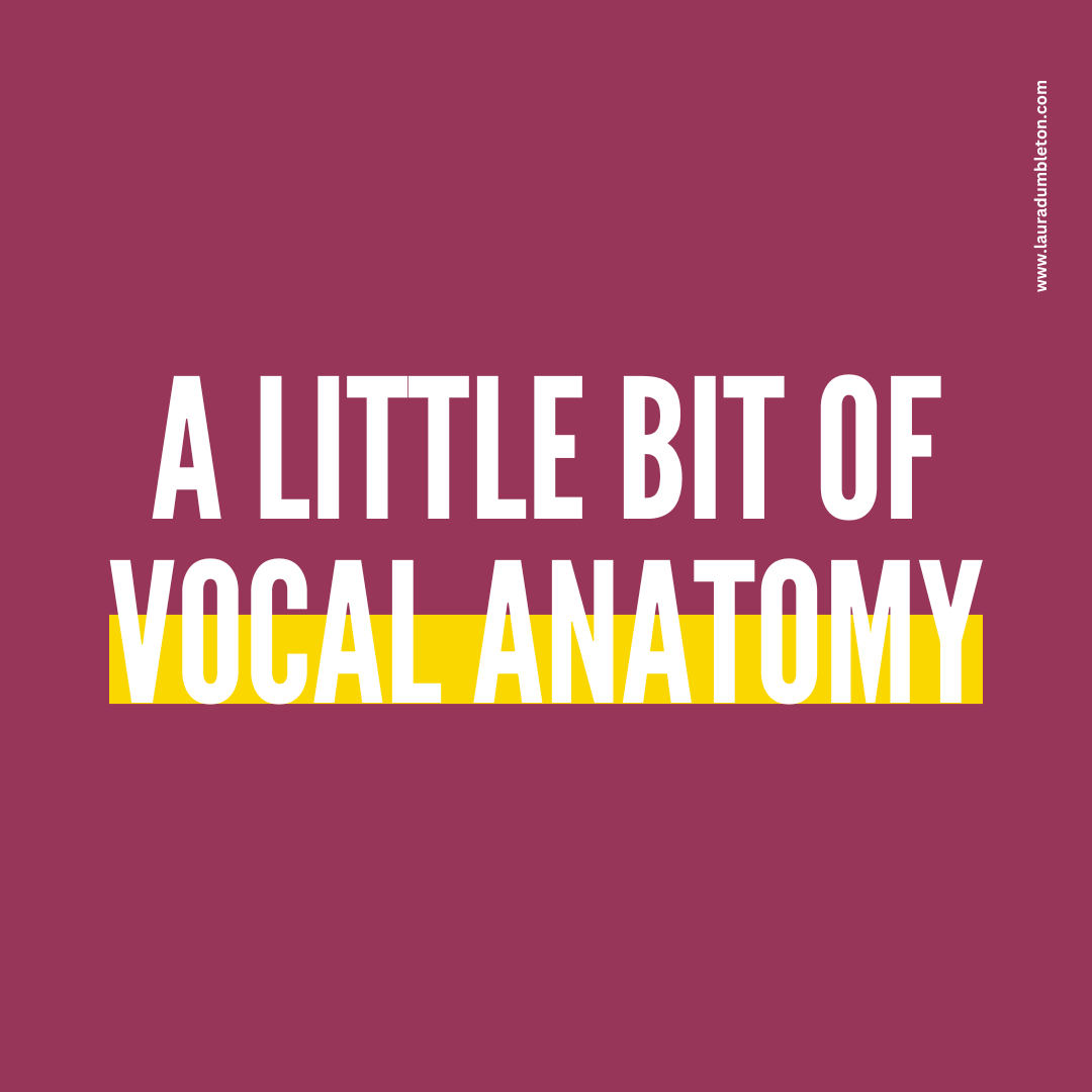 A Little Bit Of Vocal Anatomy